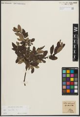 Foto von Salix aurita L.